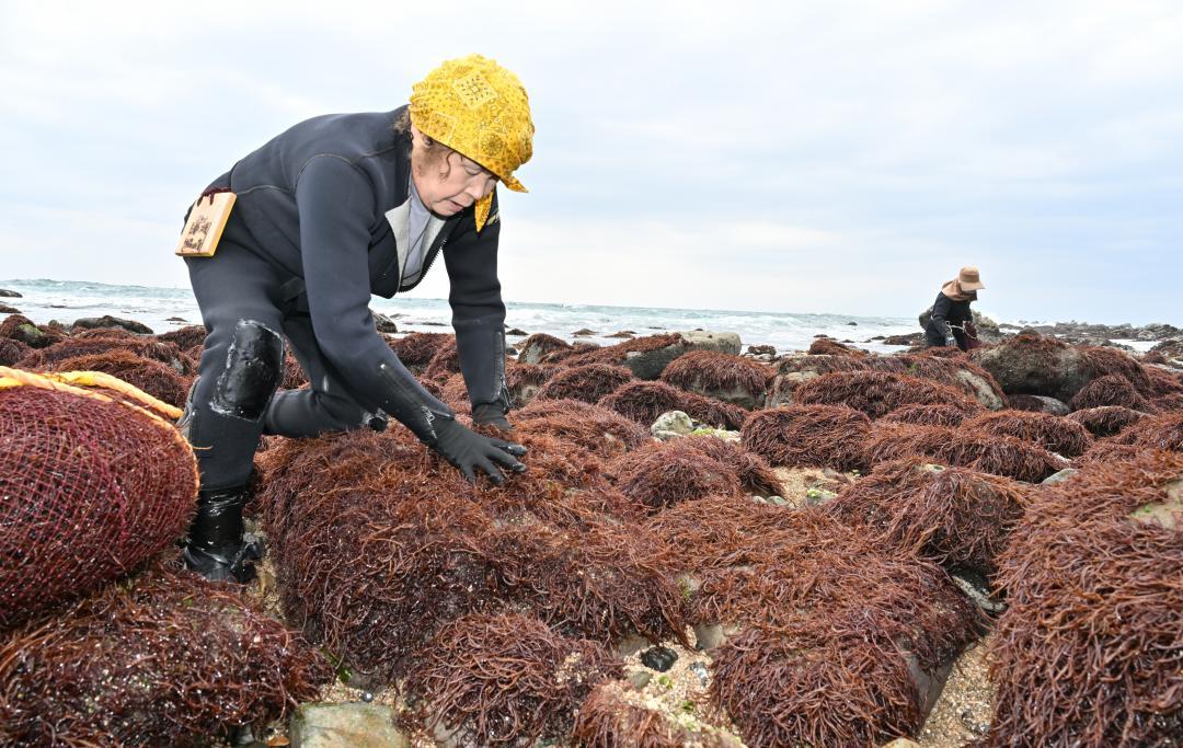磯場でフノリを採る女性たち=ひたちなか市磯崎町