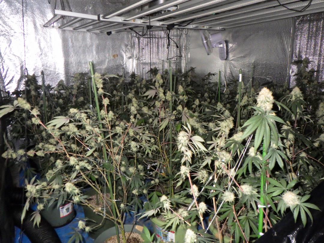 筑西市内のアパートで栽培されていた大麻草(県警提供)