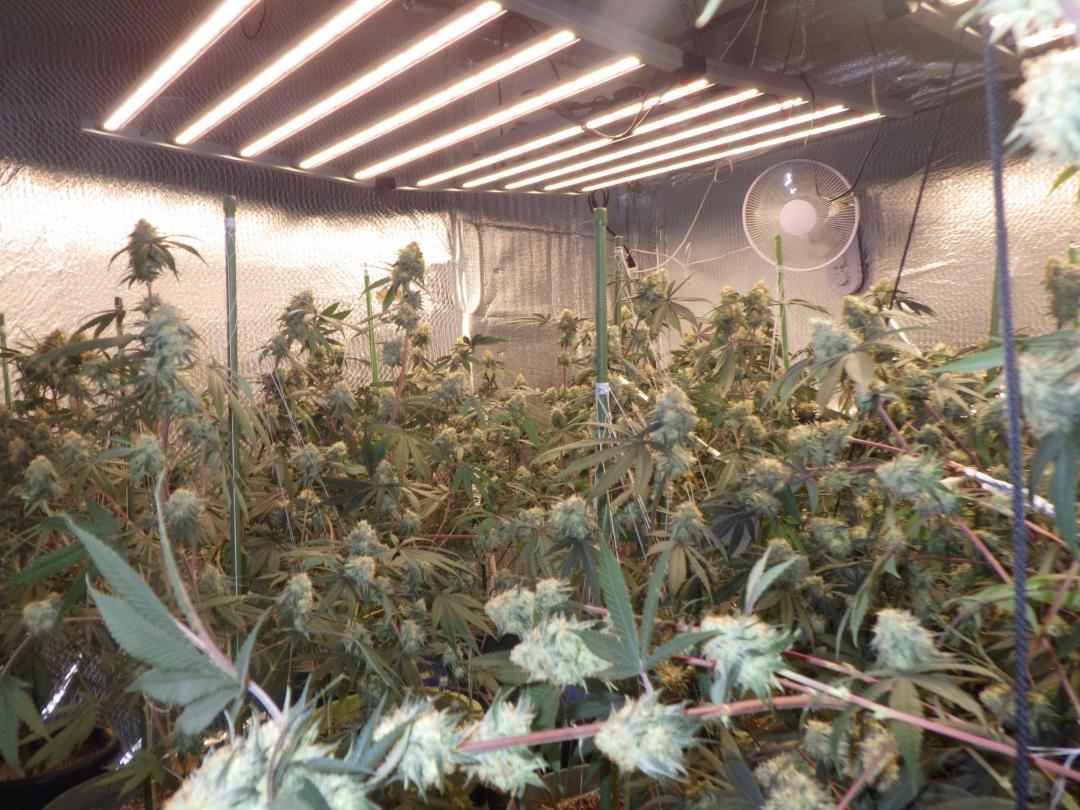 筑西市内のアパートで栽培されていた大麻草(県警提供)