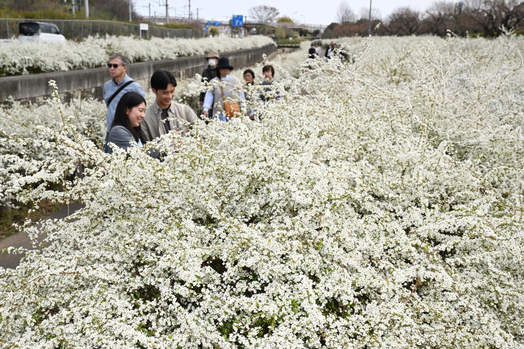 見頃を迎えたユキヤナギ=水戸市常磐町
