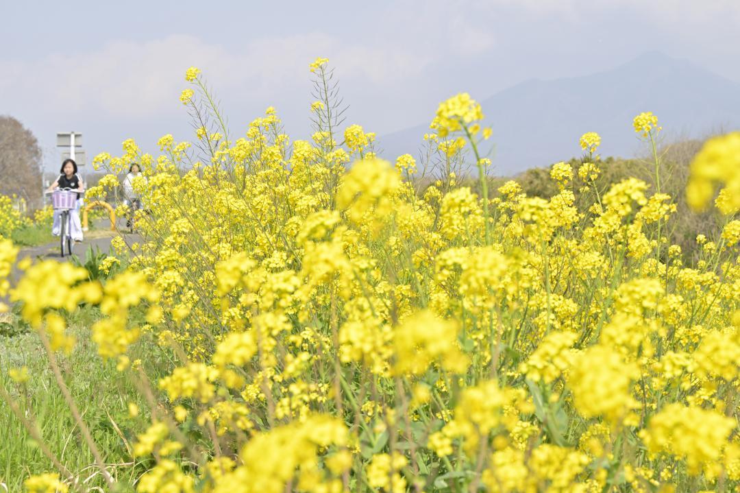 筑波山を背景に咲く菜の花=下妻市下田