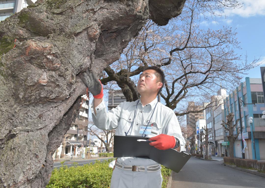 平和通りの桜並木で開花状態を確認する鈴木紀裕さん=日立市鹿島町