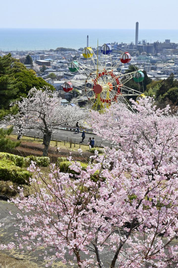 桜並木の向こうに街や海が見える日立市かみね公園=3日午後、同市宮田町