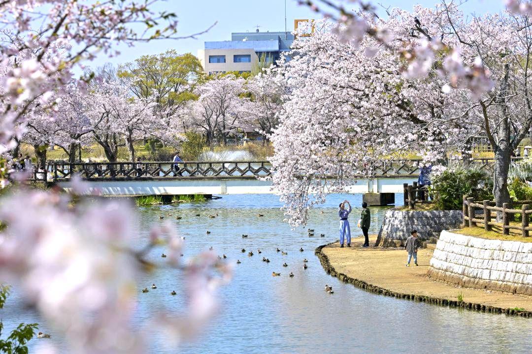 沼をぐるりと囲む乙戸沼公園の桜=3日午前、土浦市中村西根