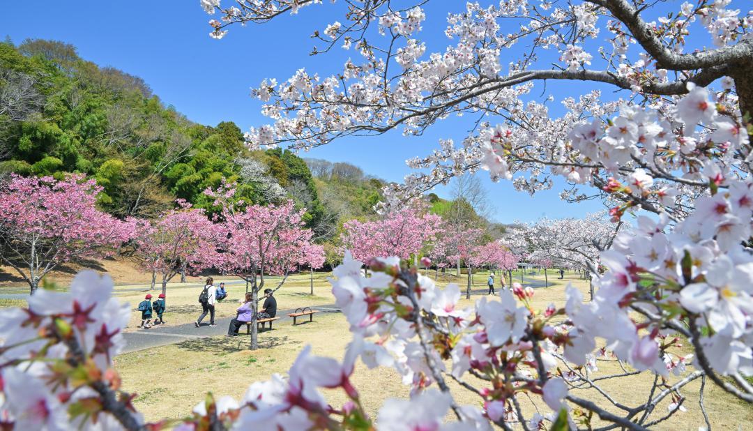 もえぎ色や桜のピンクの濃淡に彩られた逆川緑地=3日午前、水戸市千波町