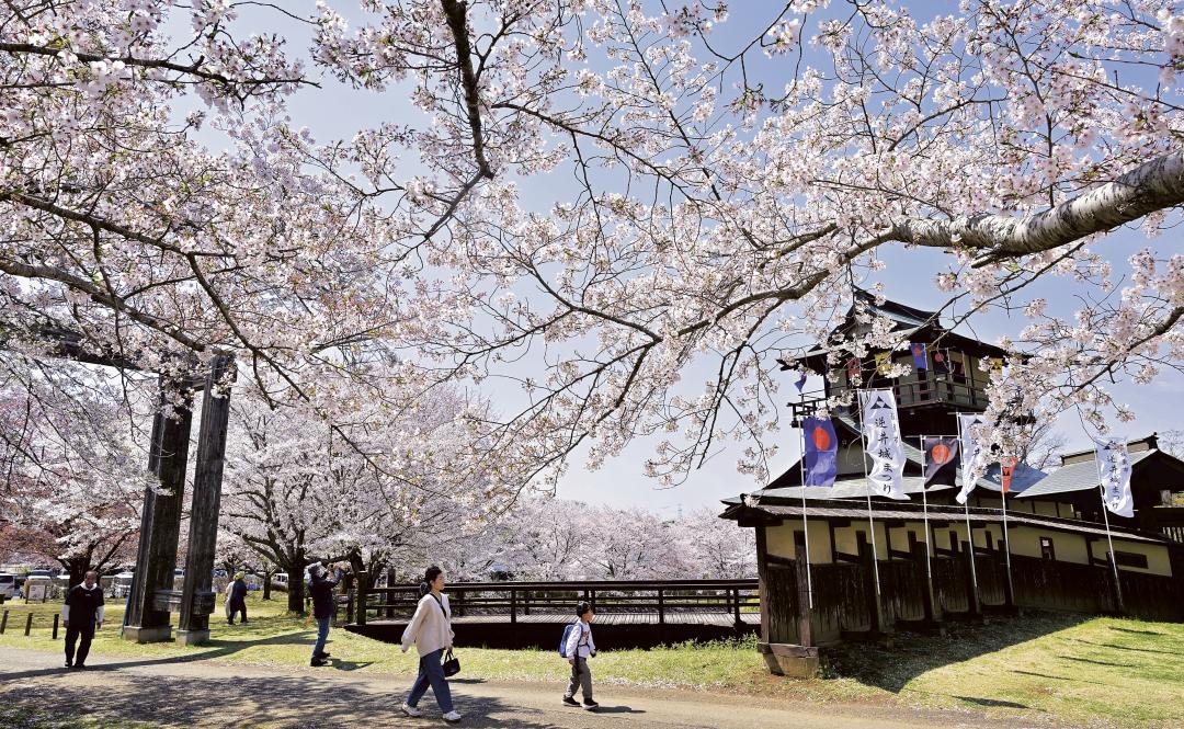 逆井城跡を取り囲むように咲いた桜=3日午前、坂東市逆井