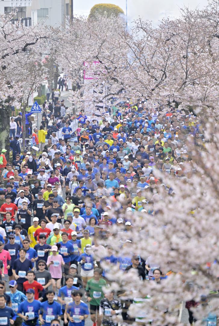 桜並木の下を駆け抜けるランナー=5日午前、日立市の平和通り