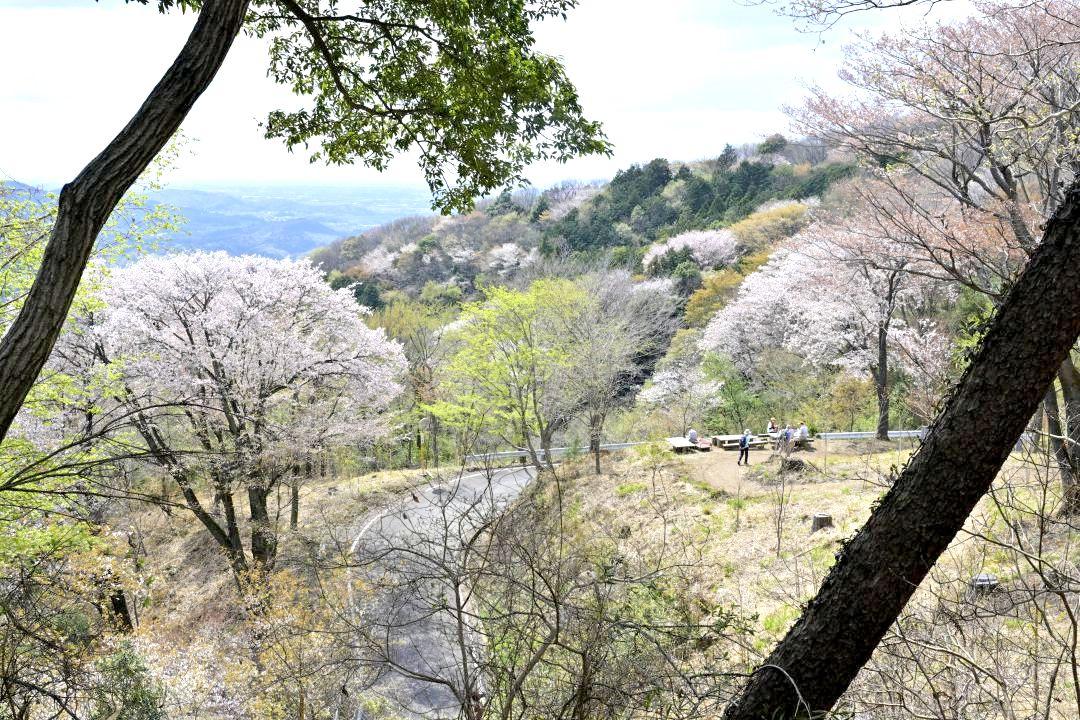 高峯の山肌を彩るヤマザクラ=6日午後、桜川市平沢