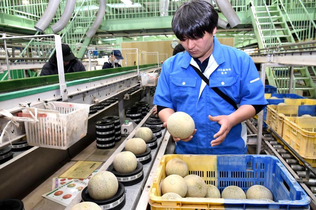 出荷する春メロンの仕分けを行うJA茨城旭村の関係者ら=鉾田市造谷