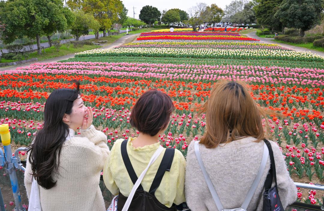 初めて設置された観賞台から見下ろすチューリップ=稲敷市浮島