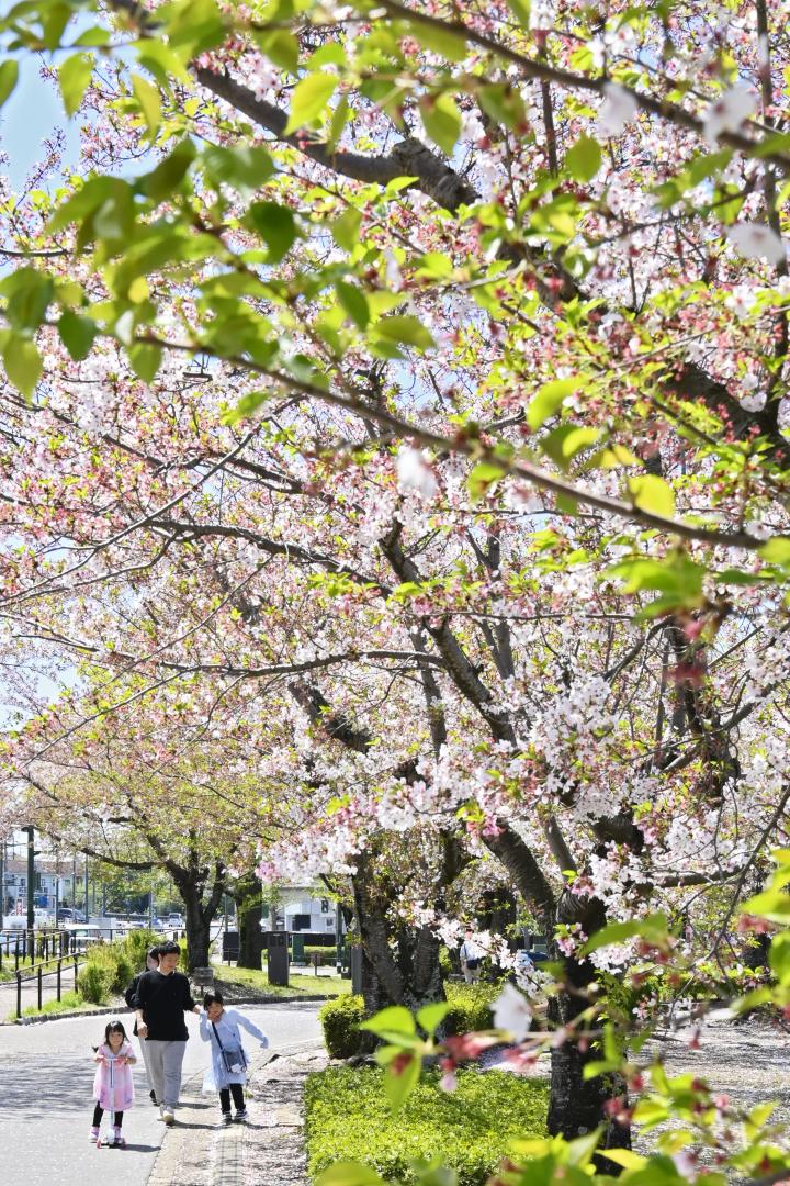 県内で夏日を観測した11日、若葉を付けた桜並木の下を薄着で散策する姿が見られた=水戸市千波町