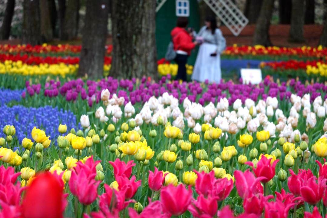 320品種28万本のチューリップが咲きにぎわう=ひたちなか市馬渡