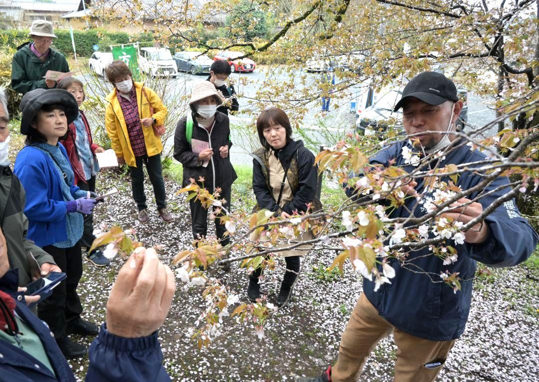 桜川市主催の桜守養成講座でヤマザクラについて学ぶ参加者たち=同市磯部